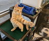 C41 Litter-Blondie-ADOPTED
