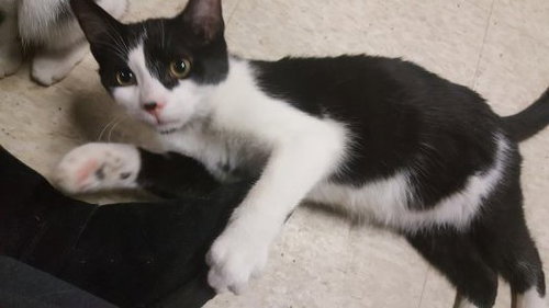 C41 Litter-Oreo-ADOPTION PENDING