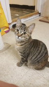 C41 Litter-Gina-PSP-PENDING ADOPTION