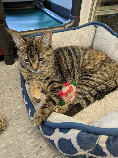 C41 Litter-Gina-PSP-PENDING ADOPTION