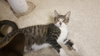 C41 Litter-Eddie-PSP-ADOPTED