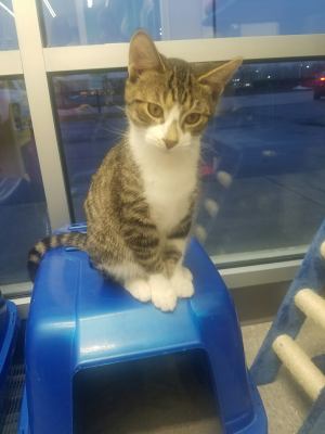 C41 Litter-Eddie-PSP-ADOPTED