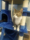 C41 Litter-Eddie-PSP-ADOPTED