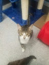 C41 Litter-Eddie-PSP-ADOPTED