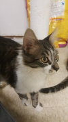 C41 Litter-Dino-PSP-ADOPTED