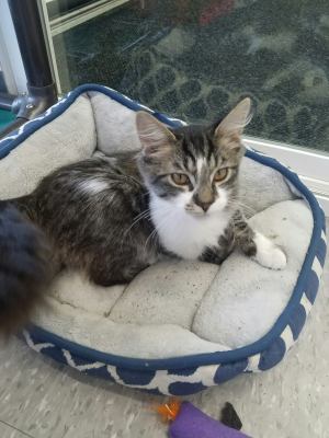 C41 Litter-Dino-PSP-ADOPTED