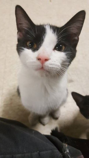 C41 Litter-Kenny-PENDING ADOPTION
