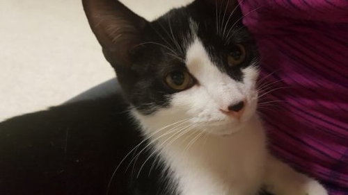 C41 Litter-Toby-PENDING