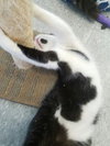 C41 Litter-Toby-PENDING