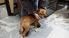 Brownie-ADOPTED