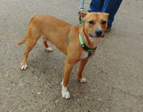 Brownie-ADOPTED