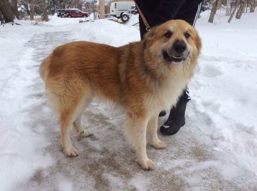 Boomer-ADOPTED