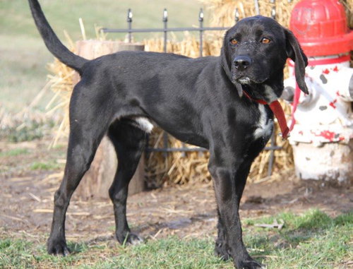 Chaz-ADOPTED