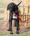 Chaz-ADOPTED