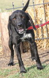 Chaz-ADOPTED