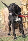 Chaz-ADOPTED