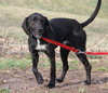 Chaz-ADOPTED