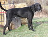 Chaz-ADOPTED