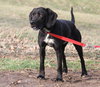 Chaz-ADOPTED