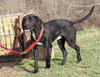 Chaz-ADOPTED