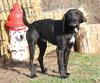 Chaz-ADOPTED
