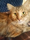 C46 Litter-Penny PSP - ADOPTED