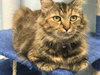 C46 Litter-Penny PSP - ADOPTED