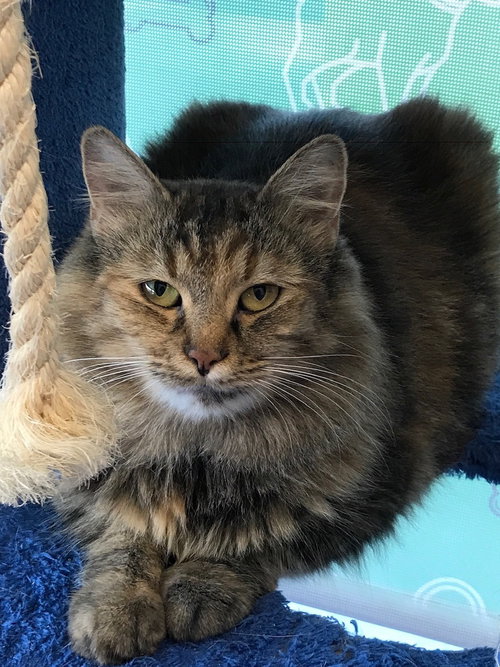 C46 Litter-Penny PSP - ADOPTED