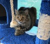 C46 Litter-Penny PSP - ADOPTED