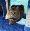 C46 Litter-Penny PSP - ADOPTED