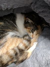 C42 Litter-Sandy - ADOPTED