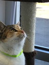 C42 Litter-Sandy - ADOPTED