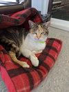 C42 Litter-Sandy - ADOPTED