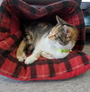 C42 Litter-Sandy - ADOPTED
