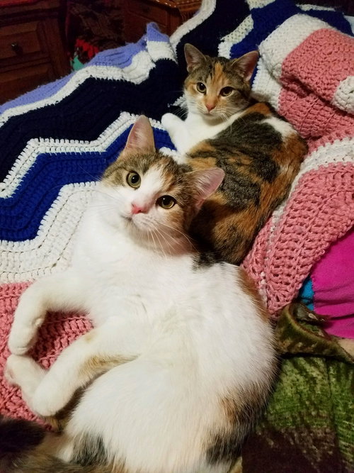 C42 Litter-Sandy - ADOPTED