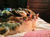 C42 Litter-Sandy - ADOPTED