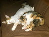 C42 Litter-Sandy - ADOPTED