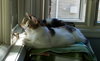 C42 Litter-Sandy - ADOPTED