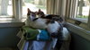 C42 Litter-Sandy - ADOPTED