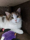 C42 Litter-Candy - ADOPTED