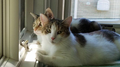 C42 Litter-Candy - ADOPTED