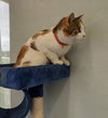 C42 Litter-Candy - ADOPTED