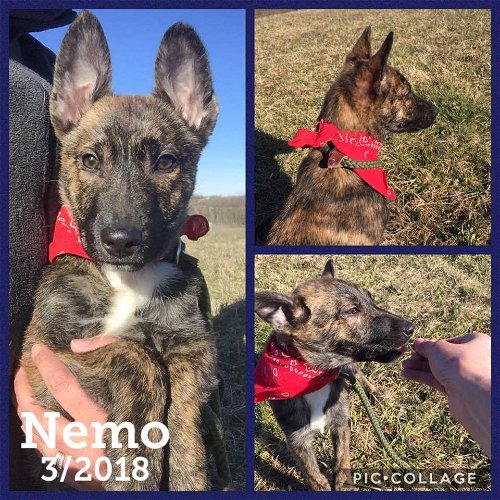 Nemo - ADOPTED