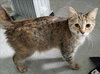C44 Litter-Teaberry-PSP-ADOPTED
