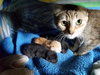 C44 Litter-Teaberry-PSP-ADOPTED