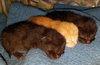 C44 Litter-Teaberry-PSP-ADOPTED