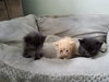 C44 Litter-Teaberry-PSP-ADOPTED