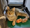 C44 Litter-Teaberry-PSP-ADOPTED