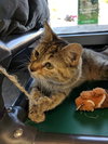 C44 Litter-Teaberry-PSP-ADOPTED