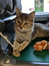 C44 Litter-Teaberry-PSP-ADOPTED